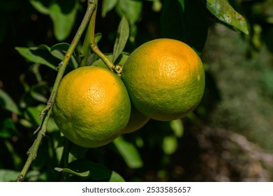 Bright oranges dangle from a lush green branch in an orchard under clear blue skies, showcasing the rich colors of ripe fruit ready for harvest. - Powered by Shutterstock