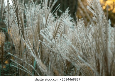 Bright Ornamental Grass Blossoms in an Autumn Setting - Powered by Shutterstock