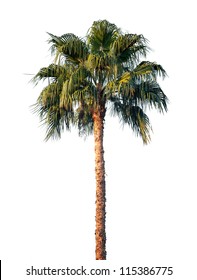 Bright Palm Tree Isolated On White Background