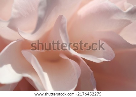 Bright peach orange colored rose flower petals of 