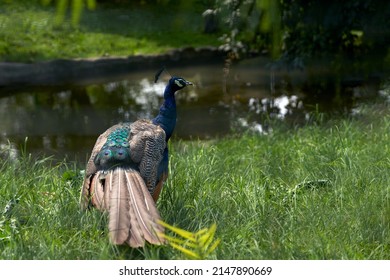 15,376 Peacock grass Images, Stock Photos & Vectors | Shutterstock