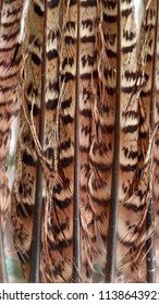 Bright Pheasant Feathers 