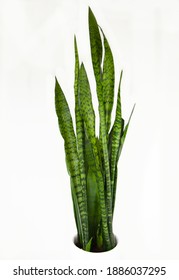 A Bright Photo Of A Tall, Healthy Sansevieria Or Mother In Law's Tongue Or Snake Plant, Photographed In A White Pot Isolated On A Bright White Background.