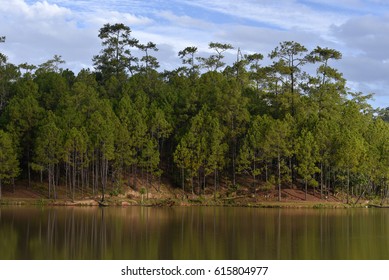 Bright pine forest in a morning