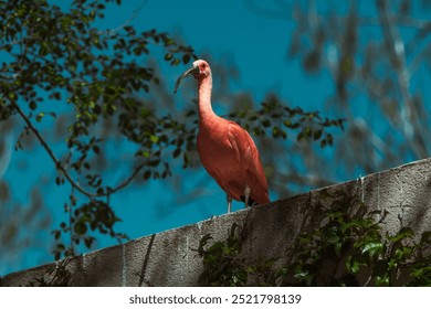 A bright pink bird perches on a concrete wall against a blue sky. - Powered by Shutterstock