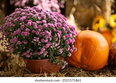 Bright pink chrysanthemums in a pot next to an orange pumpkin on a hay bale during a sunny autumn day. Concept of seasonal decoration, fall harvest, and festive outdoor setting - Powered by Shutterstock