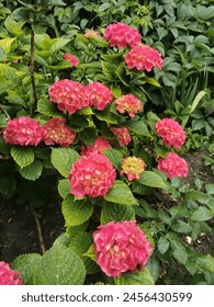 Bright Pink compact
Hydrangea macrophylla Forever and Ever Red Sensation blooms in the garden in June 