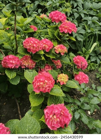 Bright Pink compact
Hydrangea macrophylla Forever and Ever Red Sensation blooms in the garden in June 