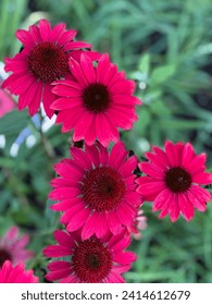 Bright pink coneflowers in the garden – Ảnh có sẵn