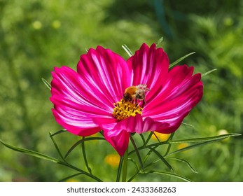 Bright pink Cosmea or Mexican aster flower, with pollen-carrying bee on the blossom, close up. Cosmos bipinnatus is herbaceous, ornamental, flowering plant in the sunflower or daisy family Asteraceae.