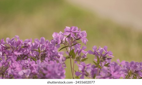 Bright pink creeping phlox close up - Powered by Shutterstock
