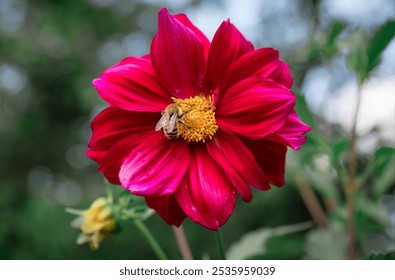 Bright pink dahlia atropurpurea flower with bee pollinating it. Russian Far East, Autumn - Powered by Shutterstock