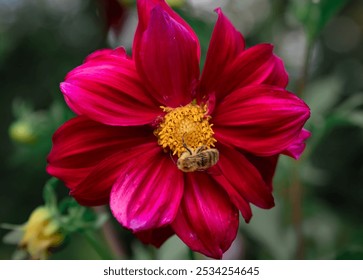 Bright pink dahlia flower with bee pollinating it. Russian Far East, Autumn - Powered by Shutterstock