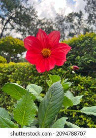 Bright Pink Flower Taken From Burnham Park, Baguio City