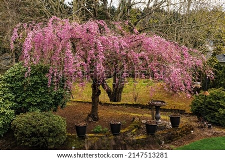 Bright pink flowering weeping cherry tree and stone bird bath.