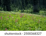 Bright pink flowers of magenta paintbrush blooming in a subalpine wildflower meadow with conifer trees in the background, Paradise area in Mount Rainier National Park, outdoor recreation in nature on 