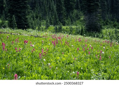 Bright pink flowers of magenta paintbrush blooming in a subalpine wildflower meadow with conifer trees in the background, Paradise area in Mount Rainier National Park, outdoor recreation in nature on  - Powered by Shutterstock