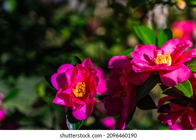 Bright Pink Flowers On The Gardenia Tree