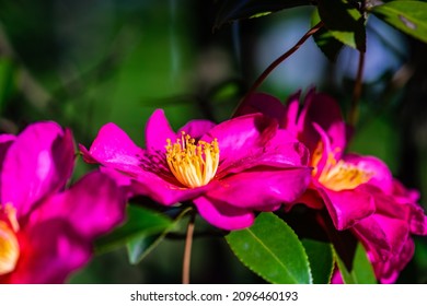 Bright Pink Flowers On The Gardenia Tree