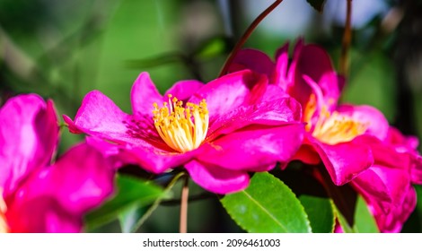 Bright Pink Flowers On The Gardenia Tree