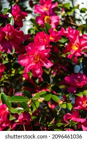 Bright Pink Flowers On The Gardenia Tree