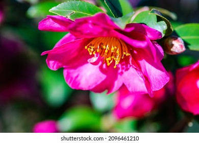 Bright Pink Flowers On The Gardenia Tree