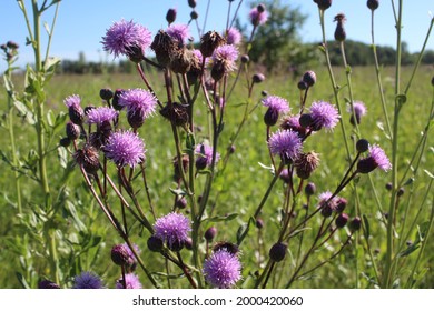 Prickly Weed Thorns High Res Stock Images Shutterstock