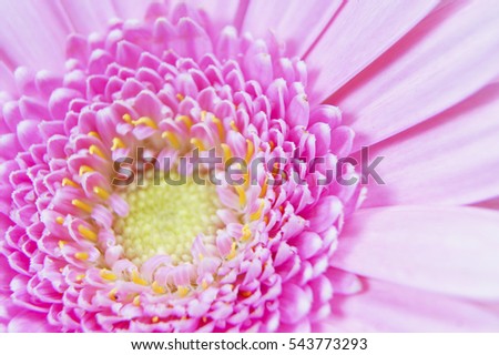 bright pink gerbera daisy flower heart stock photo edit now flowering heart center