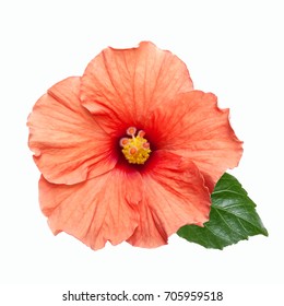 ハイビスカス 葉っぱ の写真素材 画像 写真 Shutterstock