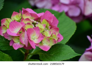 Bright Pink Hydrangea Buds Close-up. Ornamental Plant Flowers. Pink Flowers Densely Planted On A Branch. Beautiful Bokeh With Blurred Backgrounds. No People. Nature Background