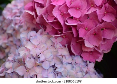 Bright Pink Hydrangea Buds Close-up. Ornamental Plant Flowers. Pink Flowers Densely Planted On A Branch. Beautiful Bokeh With Blurred Backgrounds. No People. Nature Background