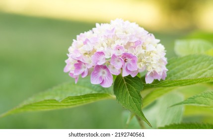 Bright Pink Hydrangea Buds Close-up. Ornamental Plant Flowers. Pink Flowers Densely Planted On A Branch. Beautiful Bokeh With Blurred Backgrounds. No People. Nature Background