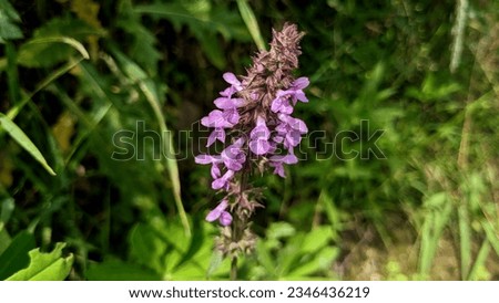 Bright pink inflorescence of marsh woundwort or clown's woundwort or clown's heal-all or marsh hedgenettle or hedge-nettle (Stachys palustris)