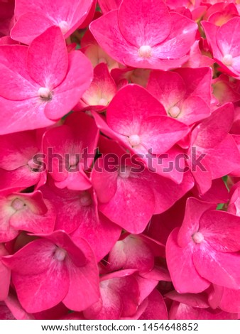 Similar – Image, Stock Photo without filter Bouquet Red