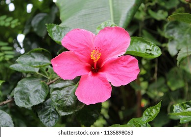 

Bright pink large flower of hibiscus (Hibiscus rose sinensis) on green leaves natural background. Karkade tropical garden. Hibiscus hawaiian plant growth in rainforest jungle foliage & sunlight. - Powered by Shutterstock