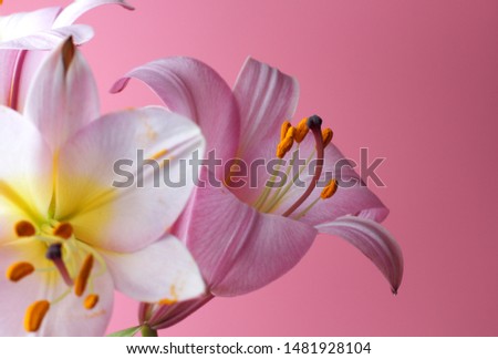 Similar – Close-Up Details Of Pink Tulip Flower