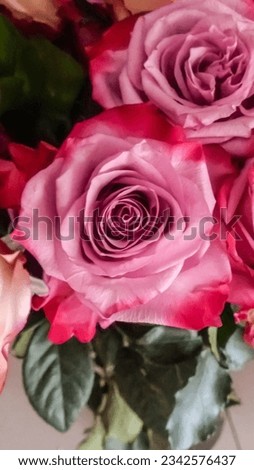 Bright pink magenta rose flower bud in a bouquet closeup with copy space