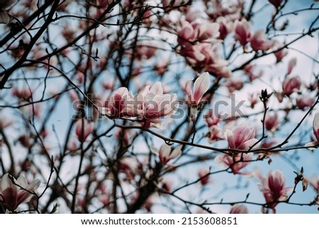 bright pink magnolia flowers on a background of blue sky. desktop wallpaper. background for tablet. trendy pink barbie color