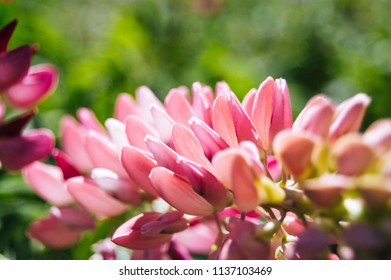 Bright Pink Maine Lupine In The Sunlight