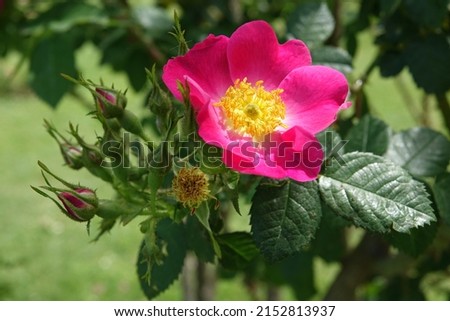 Bright Pink Meg Merrilies Rose with Bright Yellow Center and some Rosebuds in an Italian Rose Garden in Rome, Italy, Up Close and Isolated