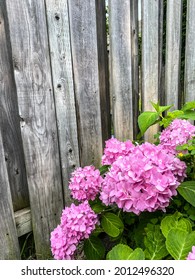 Bright Pink Peonies With Bright Green Leaves. Leaning Against Old Weathered Wood Fence In Backyard.