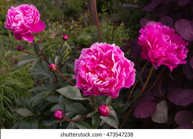 Bright Pink Peony Flowers English Country Stock Photo Edit Now