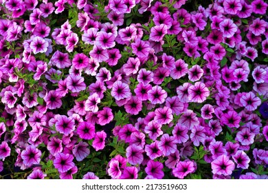 49,830 Pink petunia flower Images, Stock Photos & Vectors | Shutterstock