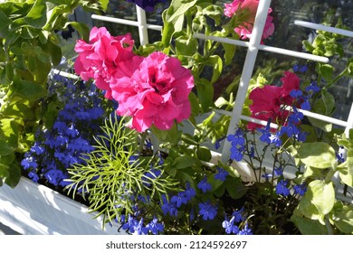 Bright Pink Petunia Flowers And Blue Lobelia Grow In Container In Small Garden On The Balcony