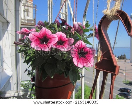   Bright pink petunias growing in a hanging planter against the backdrop of a building, a sunny blue sky and a river as big as the sea decorate the balcony.                             