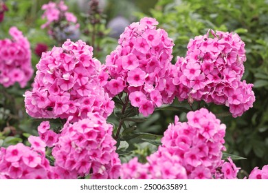 Bright pink Phlox paniculata ‘Light Pink Flame’ in flower. - Powered by Shutterstock