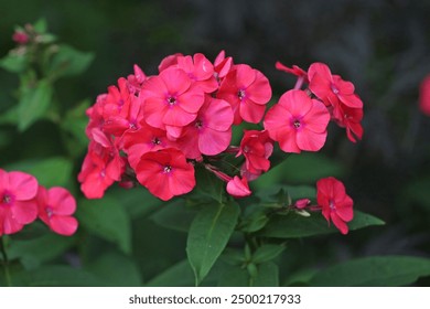 Bright pink Phlox paniculata ‘Red Riding Hood’ in flower. - Powered by Shutterstock