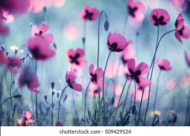 A lot of bright pink poppies (Papaver) at spring. - Shutterstock ID 509429524