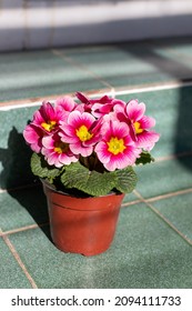 Bright pink primrose in a plastic brown pot of green steps - Shutterstock ID 2094111733