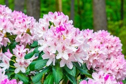 Bright Pink Rhododendron Hybridum Cheer Flowers With Leaves In The Garden In Summer